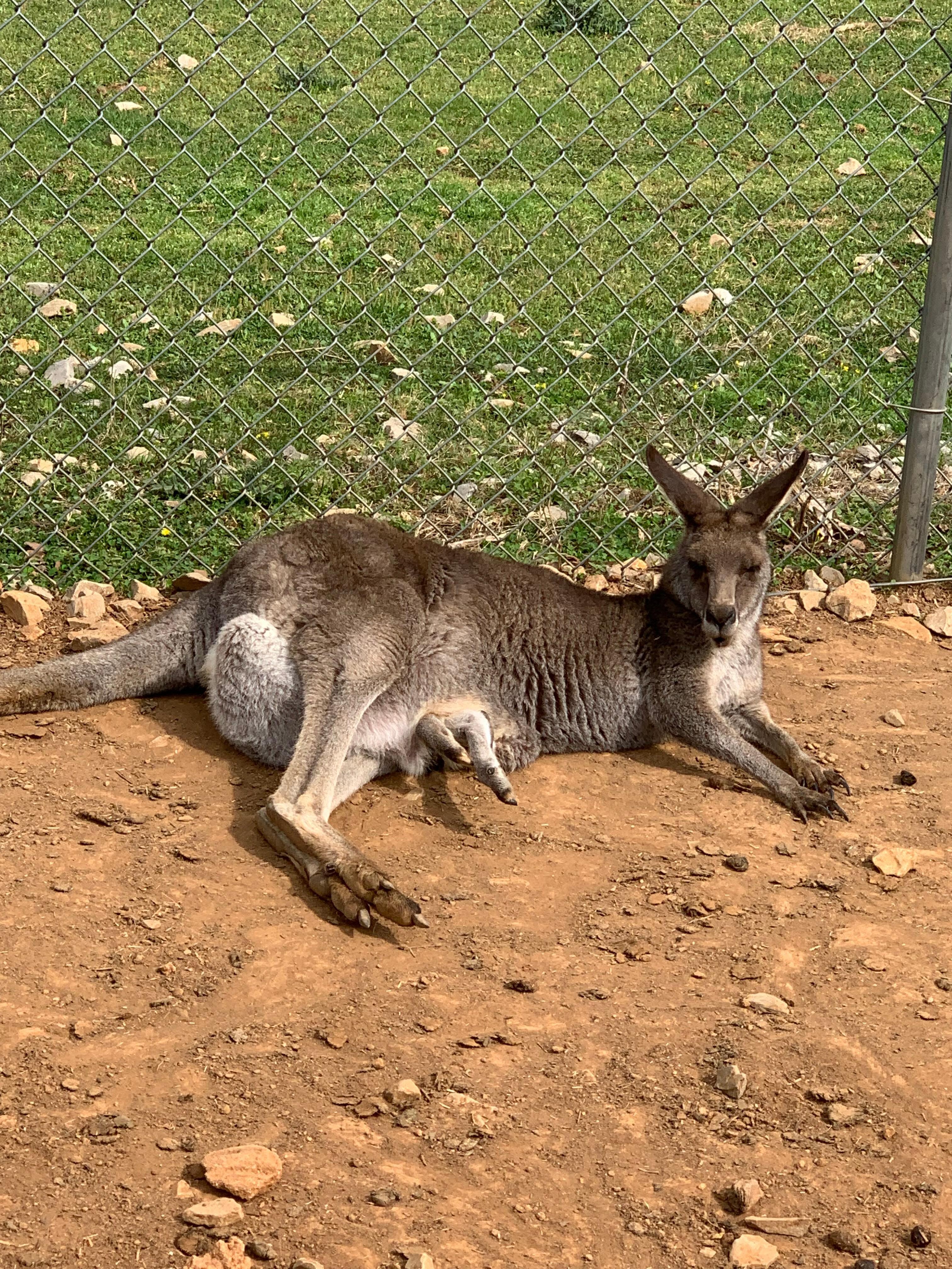 Kangaroo with baby in pouch
