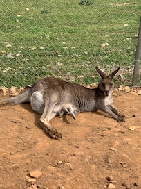 Kangaroo with baby in pouch