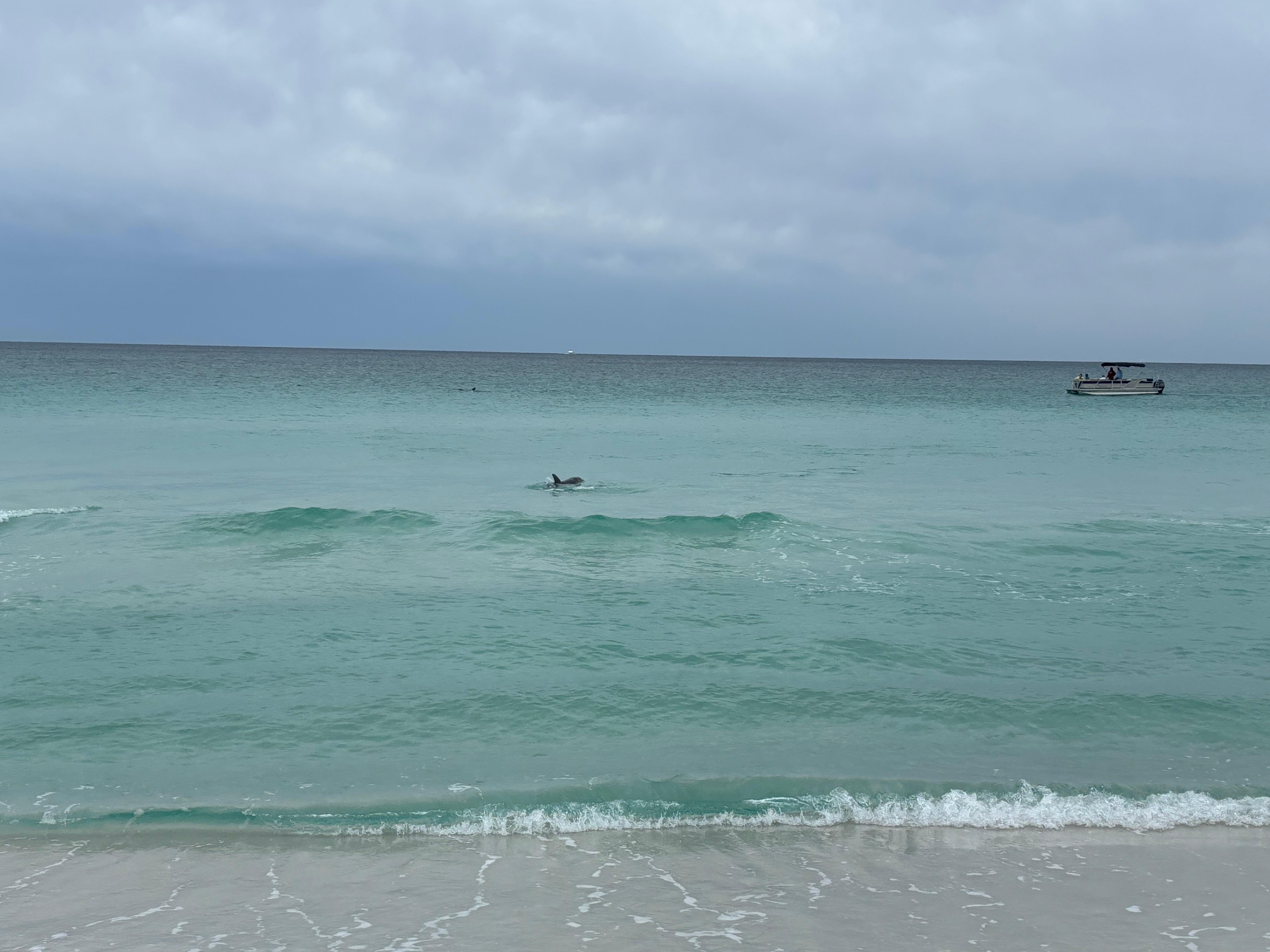 Lots of dolphins from beach