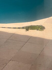 Our daily visitor