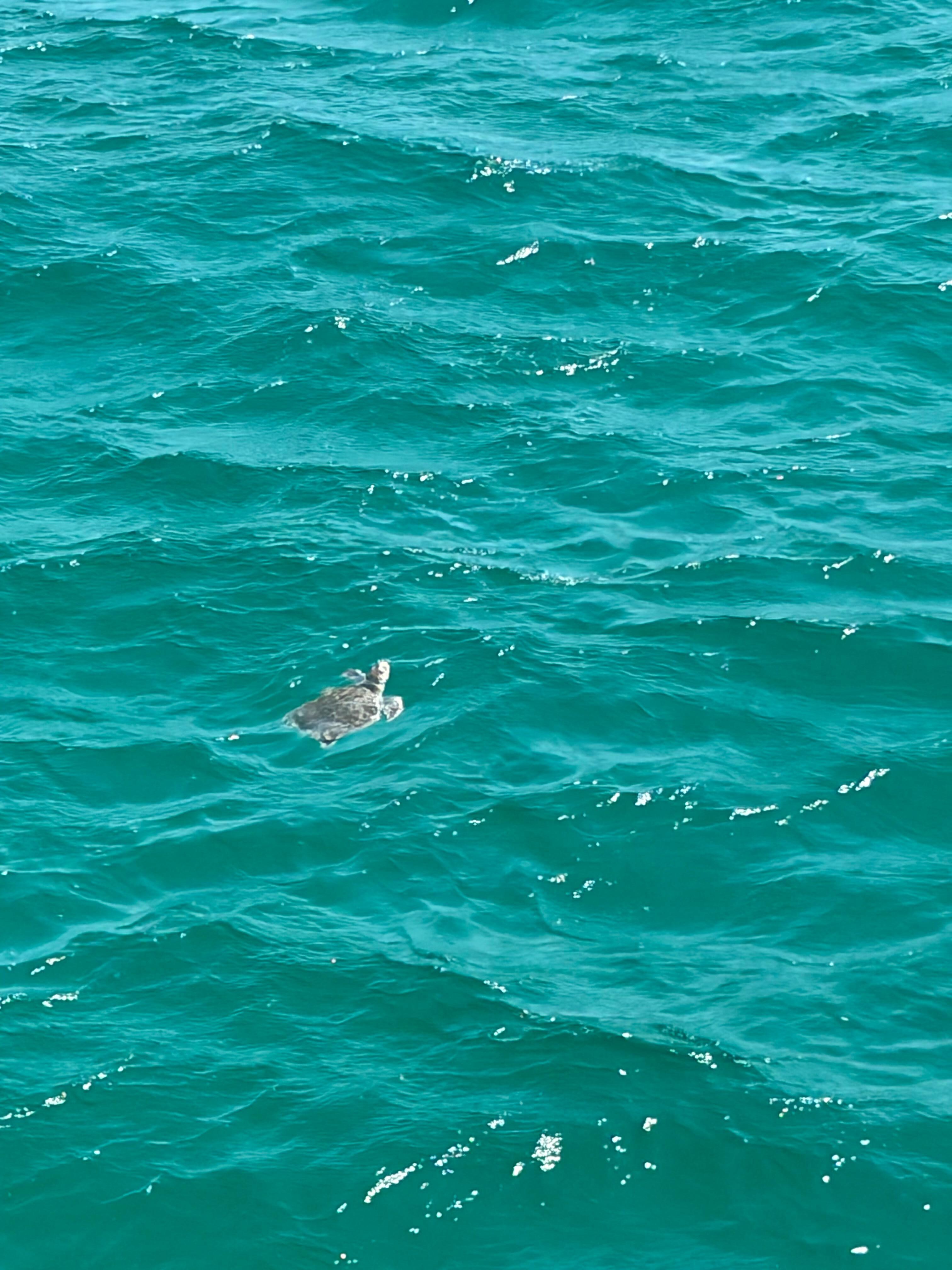 Sea turtle off the pier