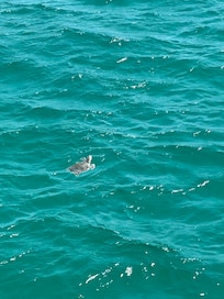 Sea turtle off the pier