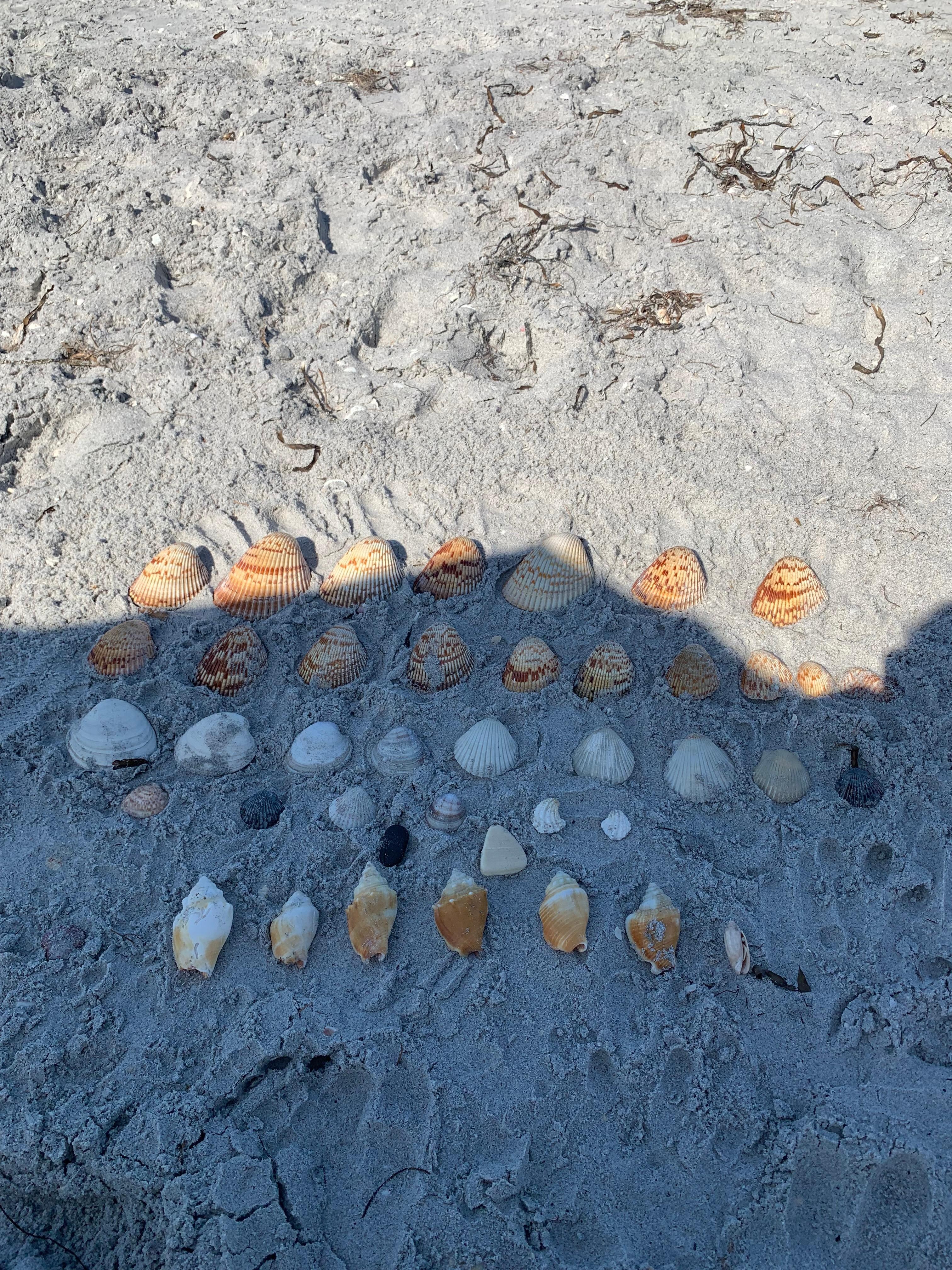 Beach Treasures 
