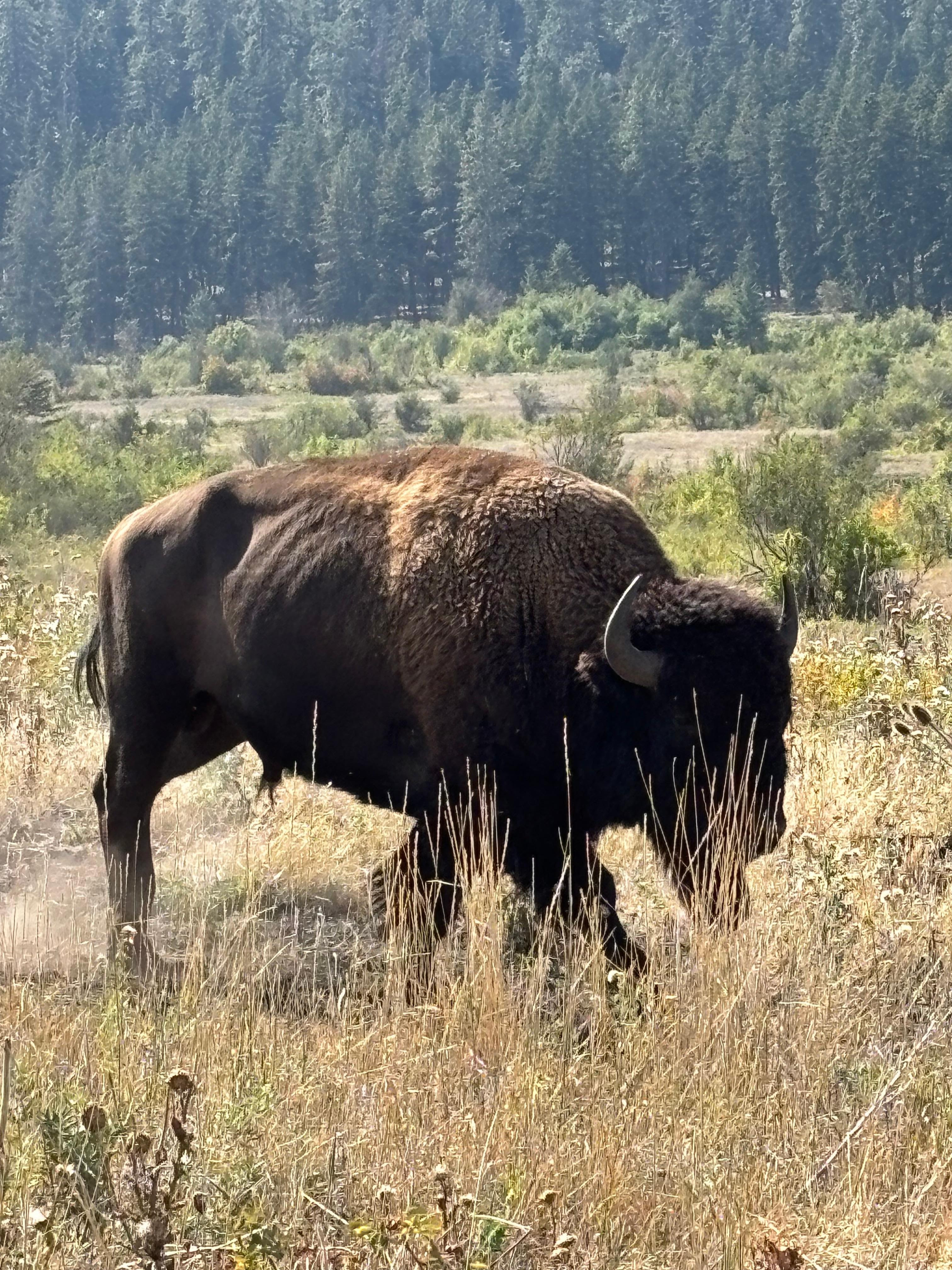 Bison
