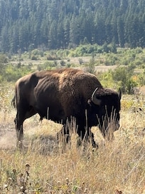 Bison