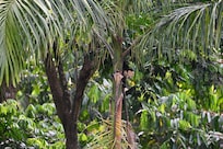 White faced capuchin - The monkeys were my favorite