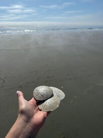 Beach combing
