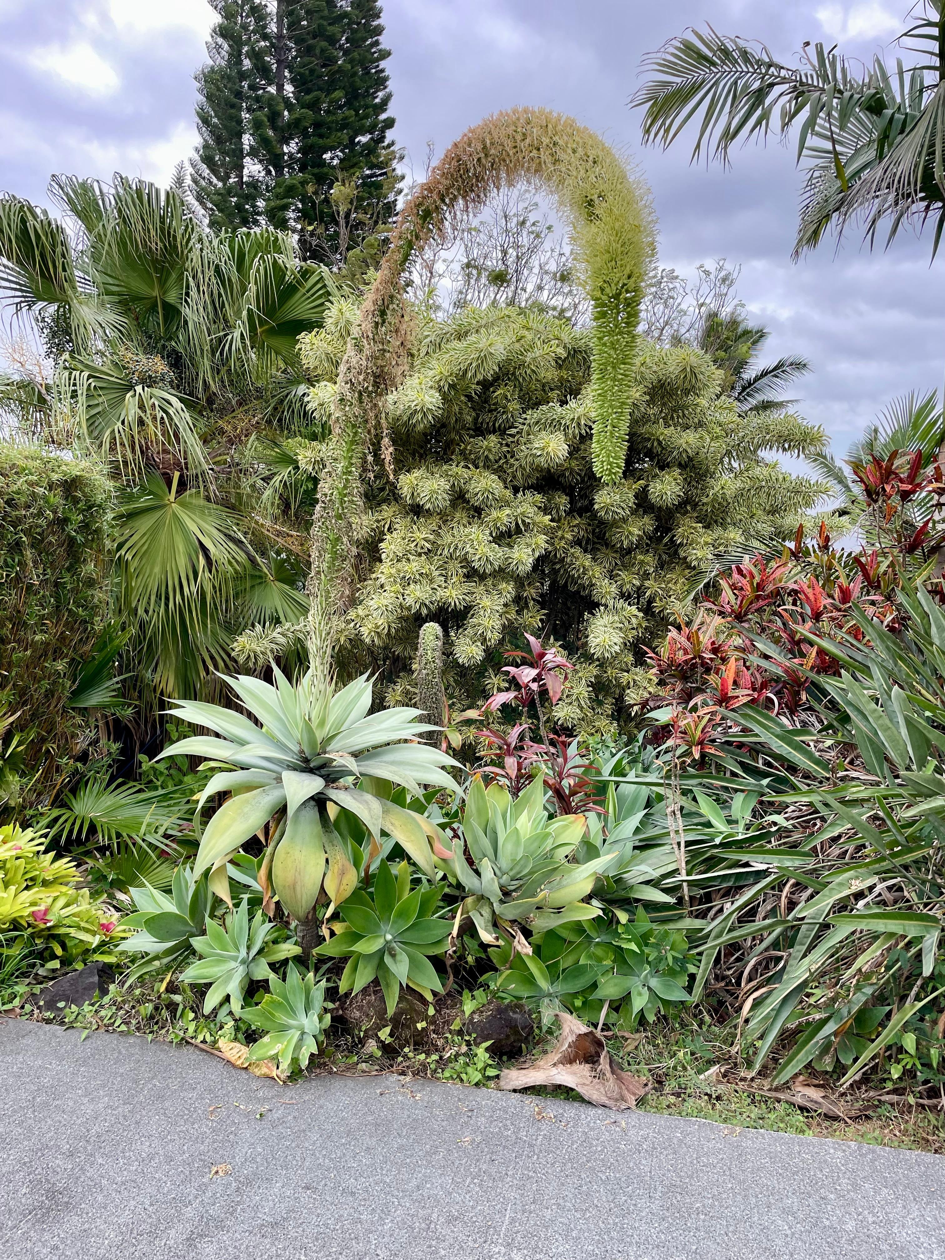 Just a few pics of some of the plants on the property. 