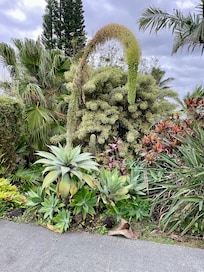 Just a few pics of some of the plants on the property.