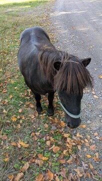 Cute little pony down the road from the property. I think he got out of his pasture because he and a female were roaming.