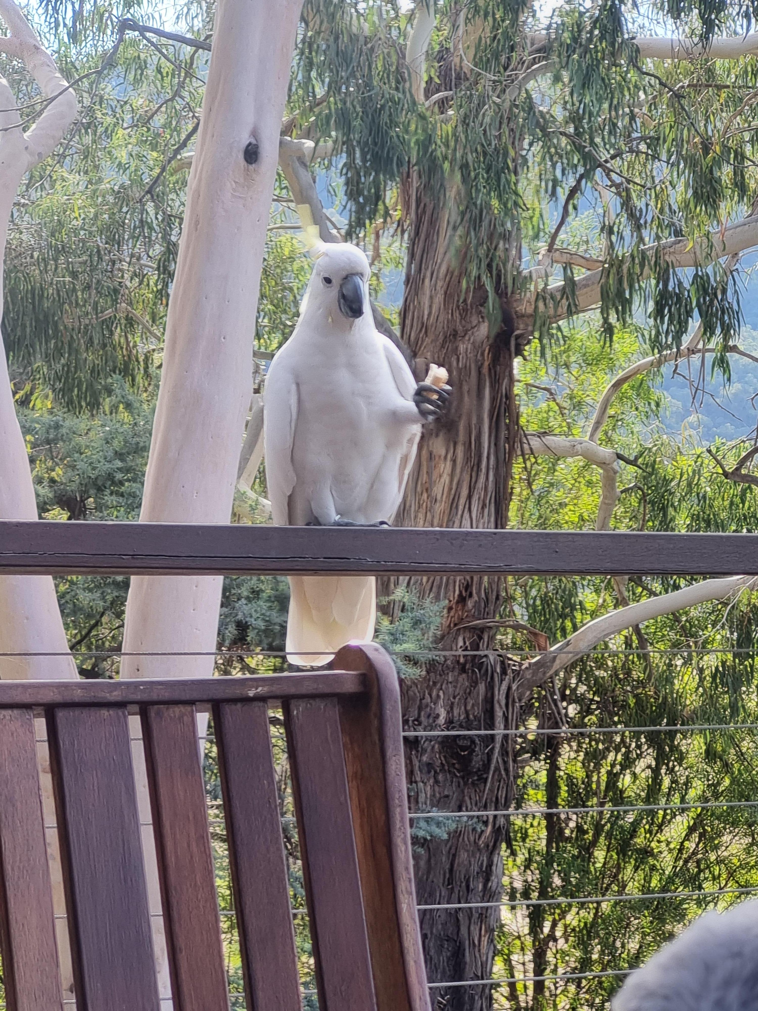 Made friends with a cocky on the deck 
