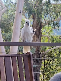Made friends with a cocky on the deck