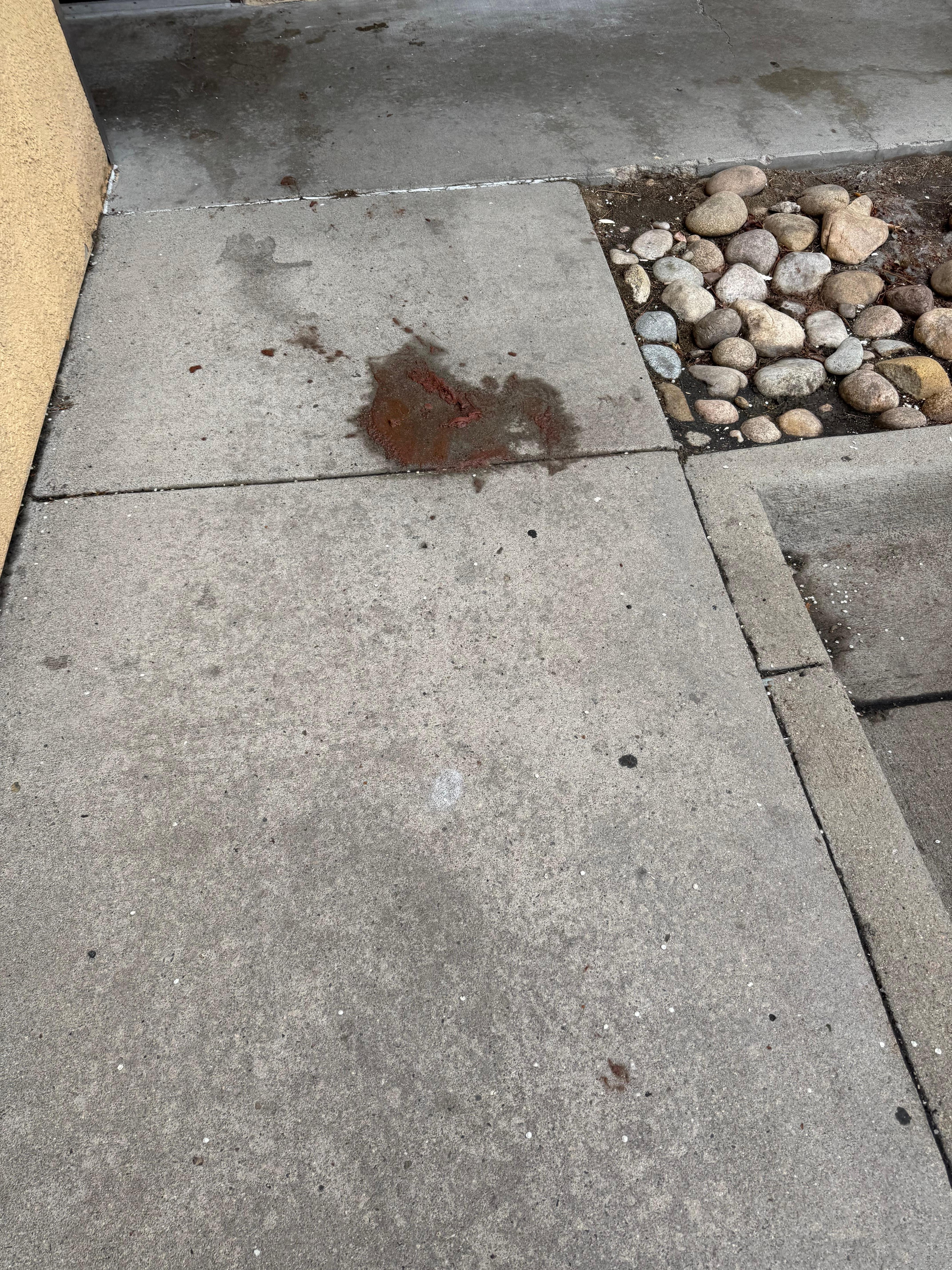 Dog feces in the middle of the sidewalk that led to my room.