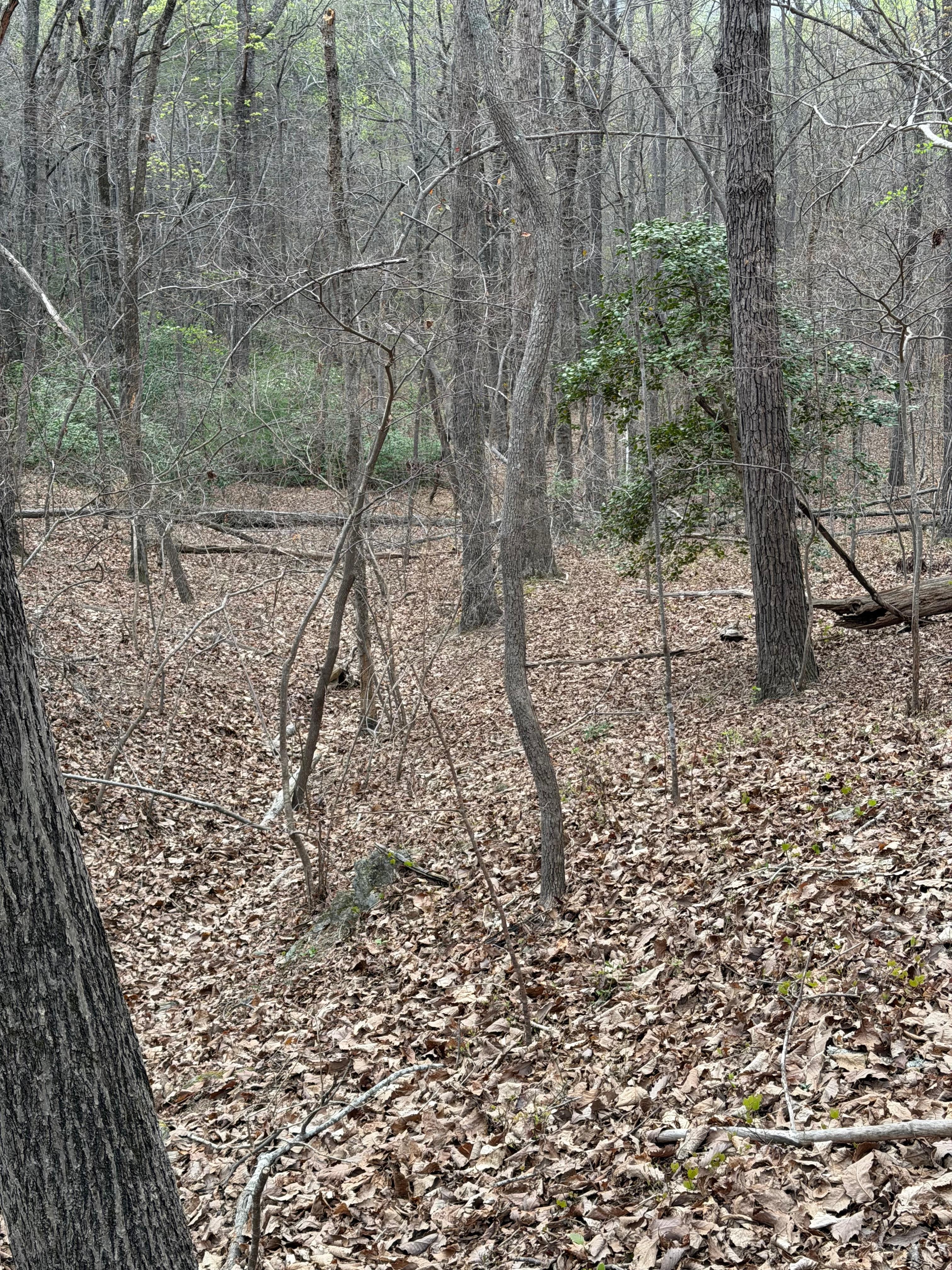 A walk through the woods