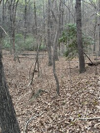 A walk through the woods