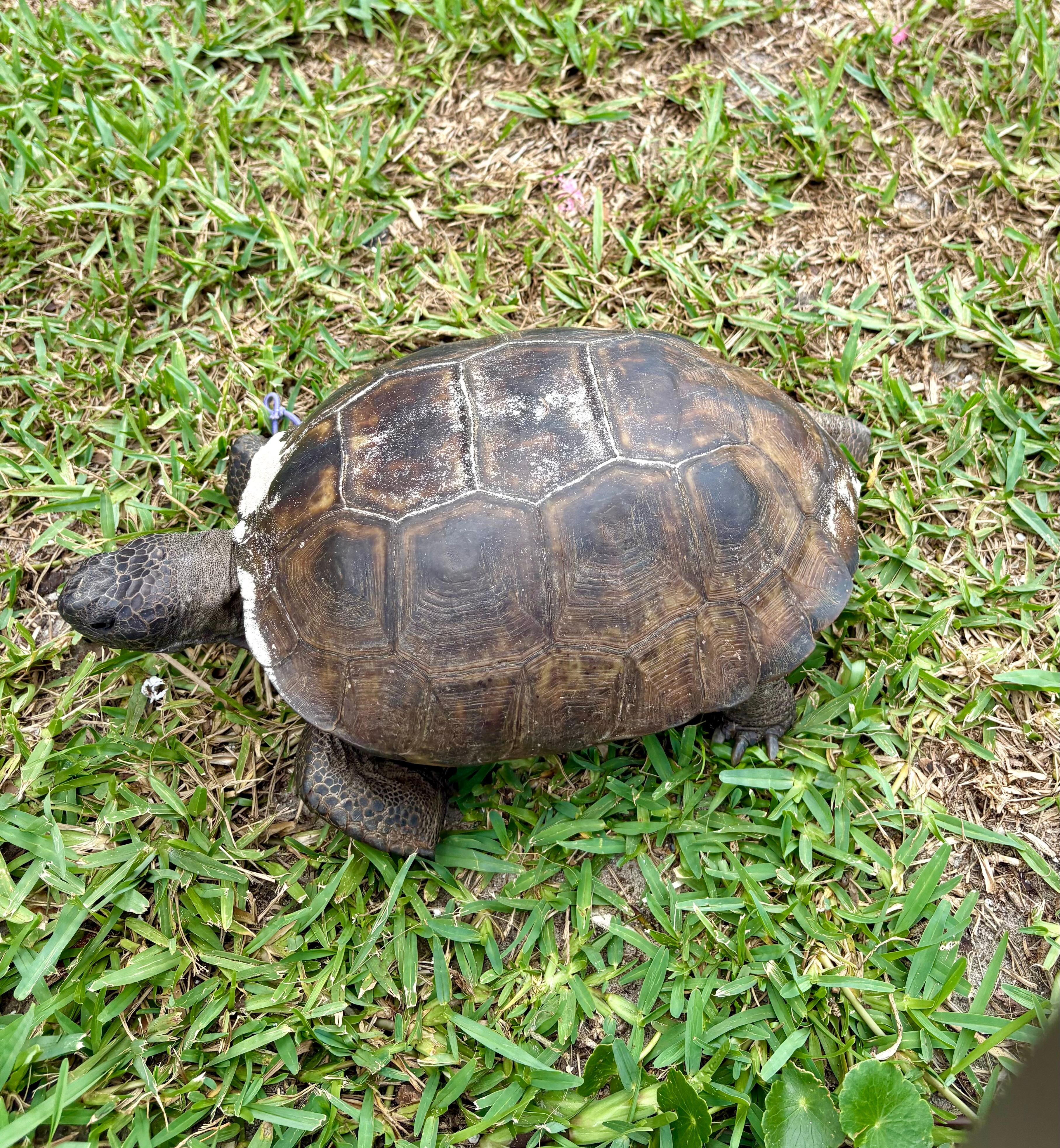 Resident turtle came to visit every day 