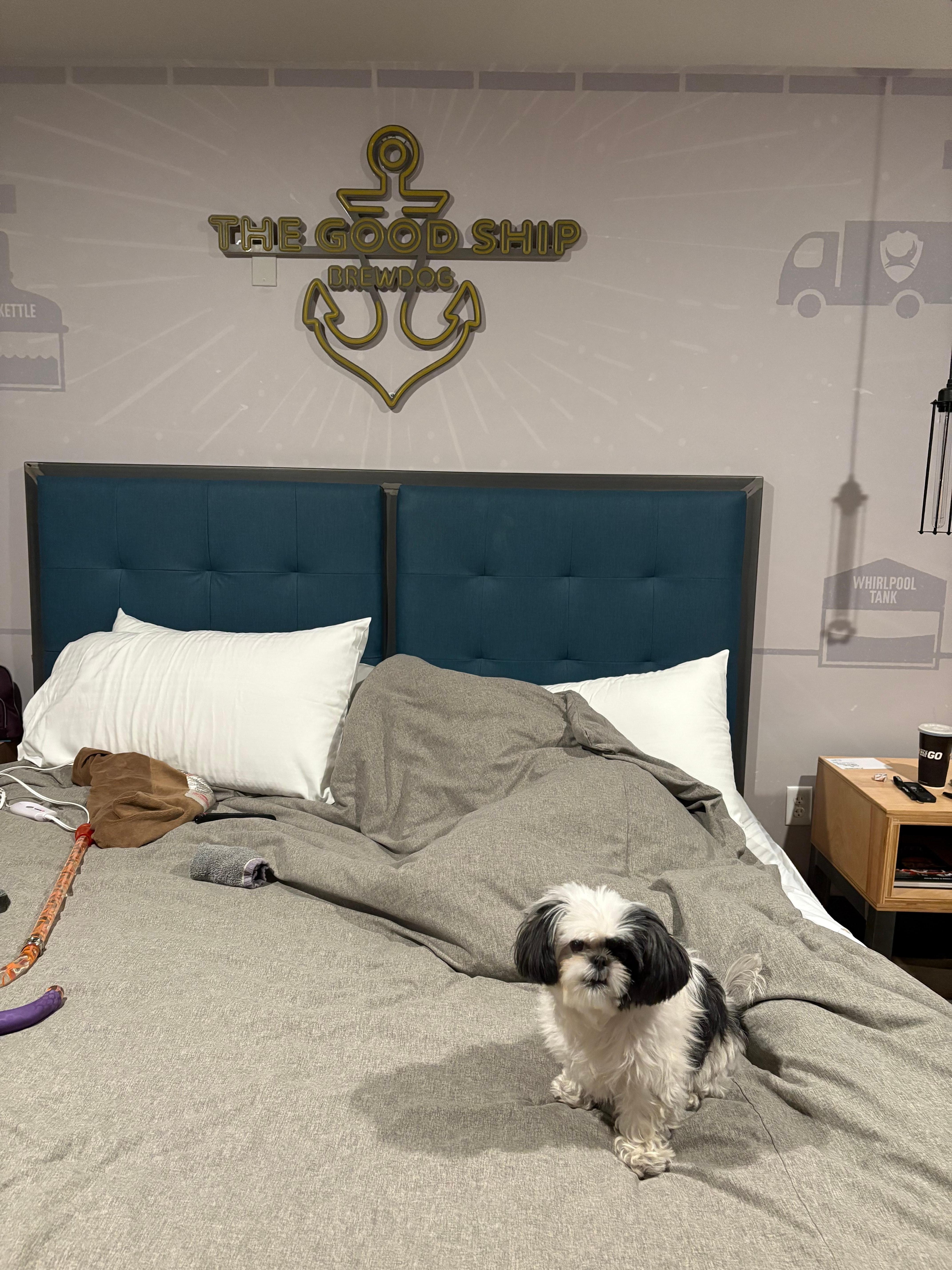 My Baby Dog was treated like Royalty❤️