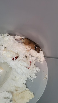 Mouse in trashcan