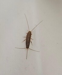 Found this silverfish in my bed.