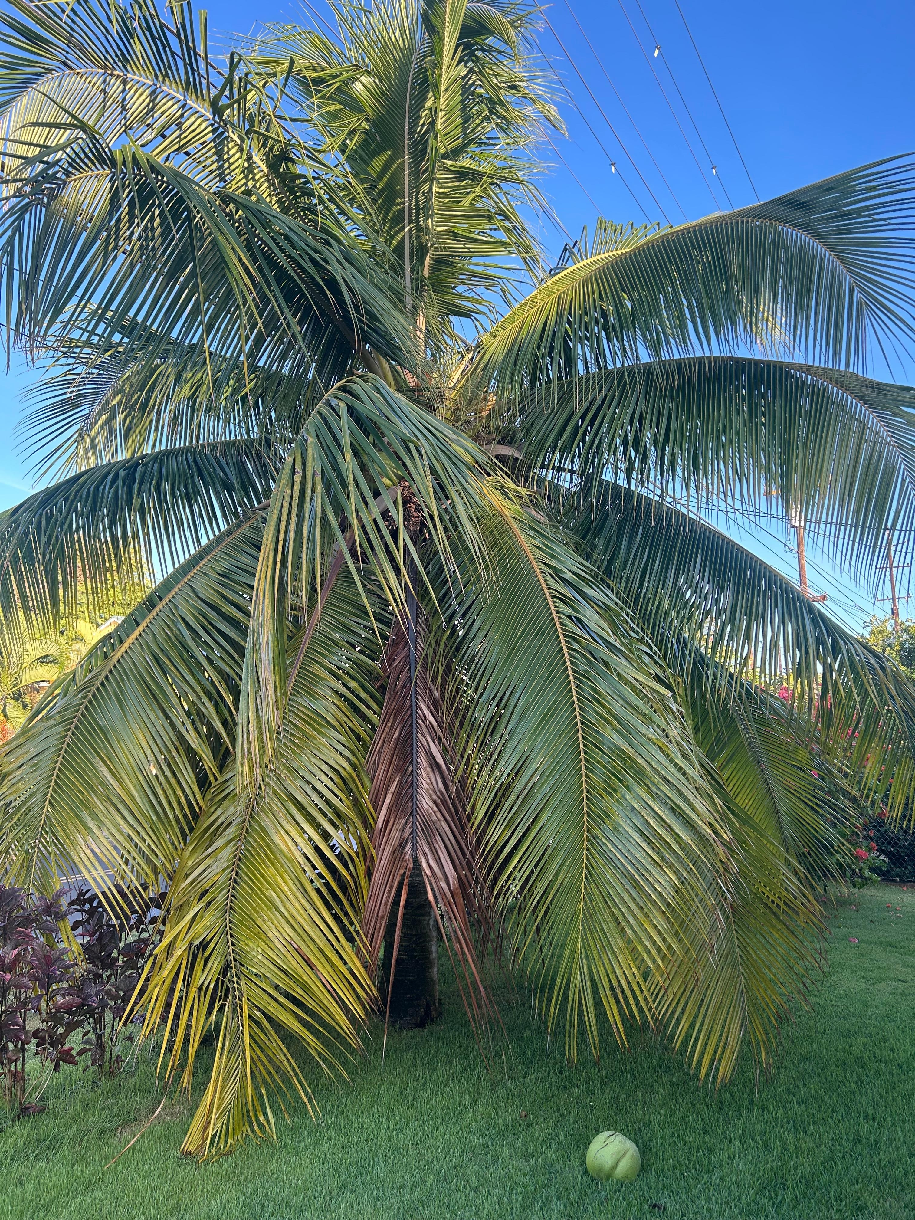 Beautiful palm tree in the front yard.