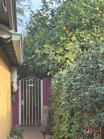 the gate with the lemon tree