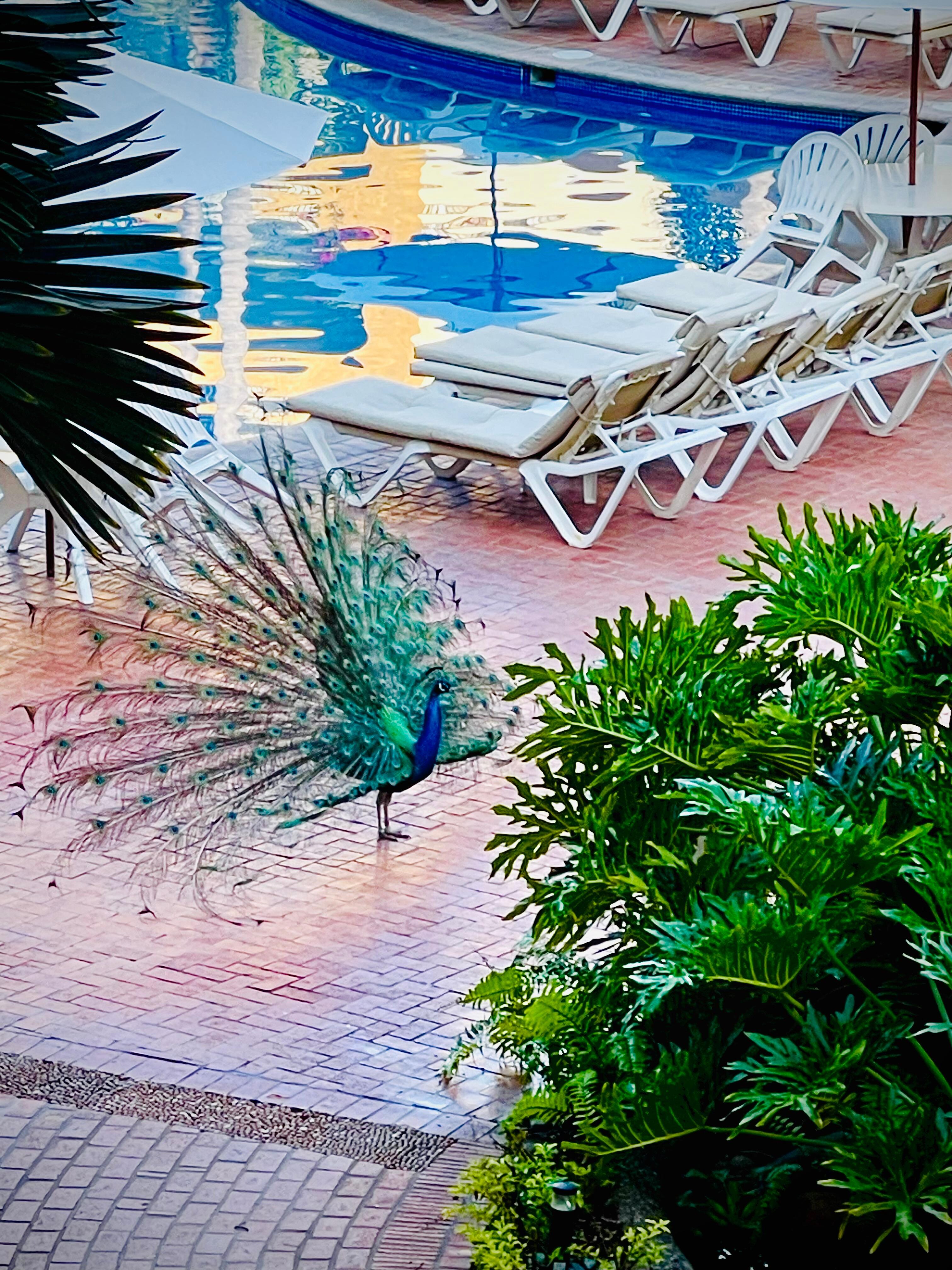 Resident peacock