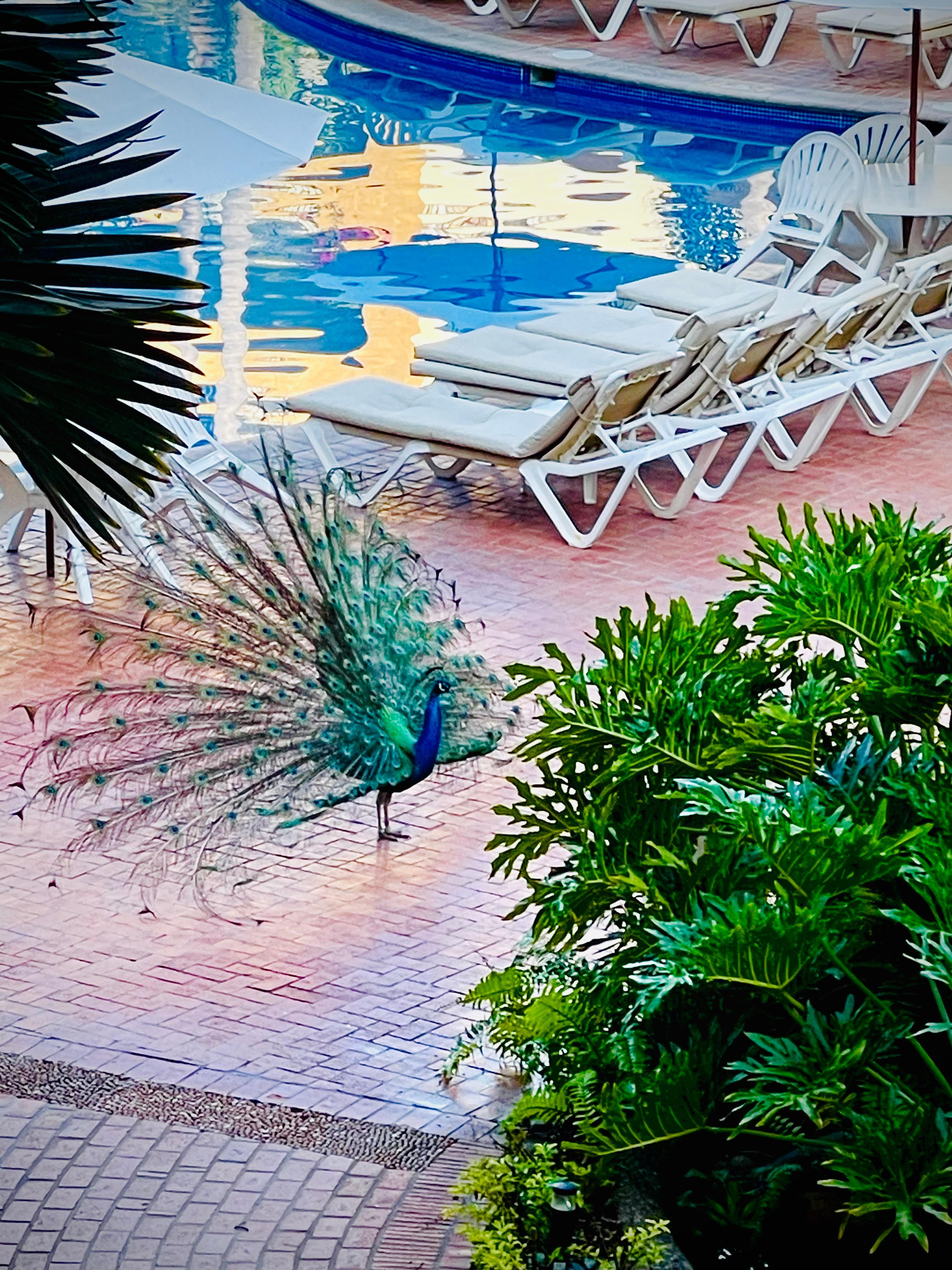 Resident peacock