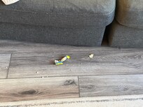 Trash and crumb barely hidden under the couch in living room.