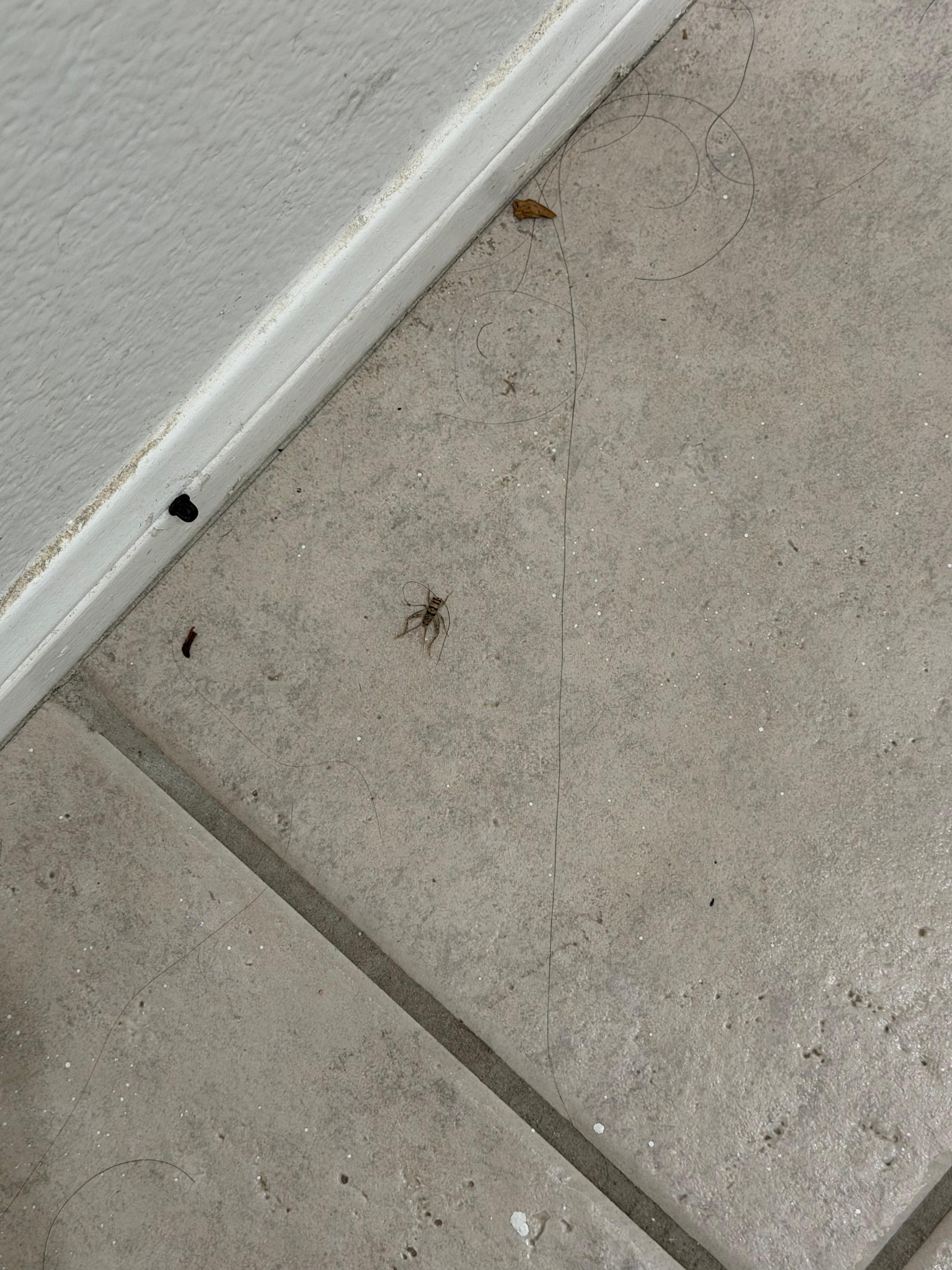 Dust and dead bugs on the floors.