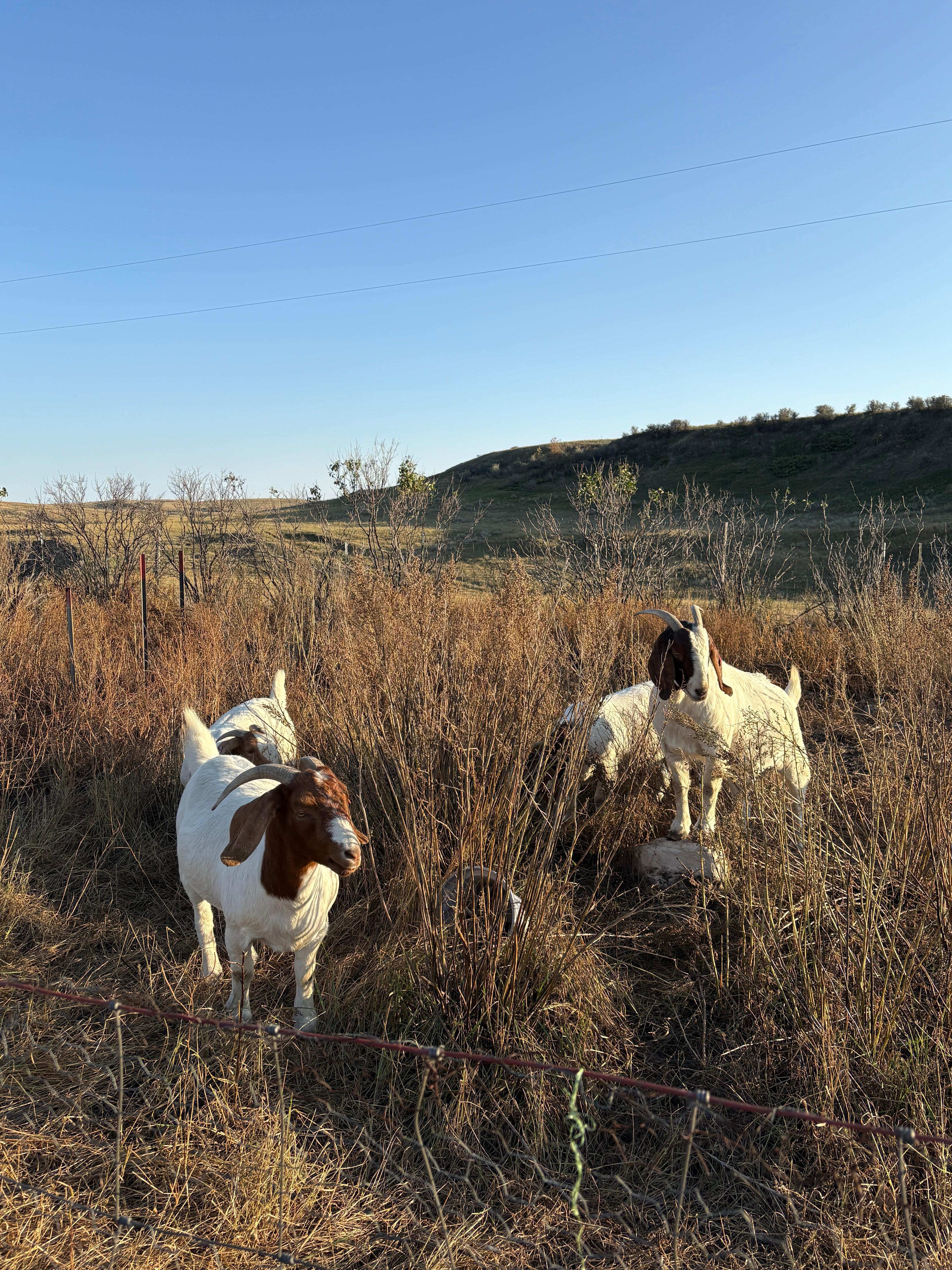 Cute goats in the barnyard