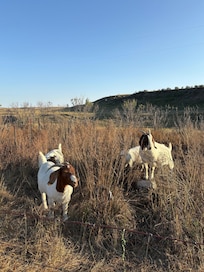Cute goats in the barnyard