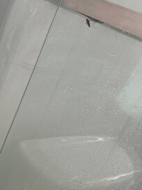 It was on the shower door