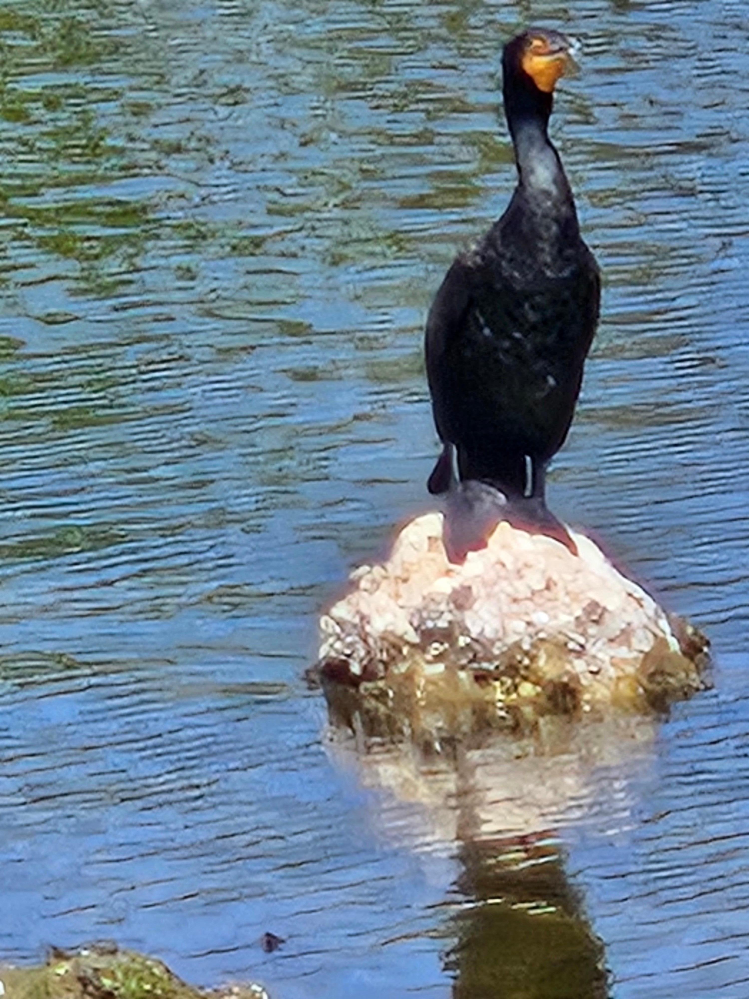 On the lake by the house