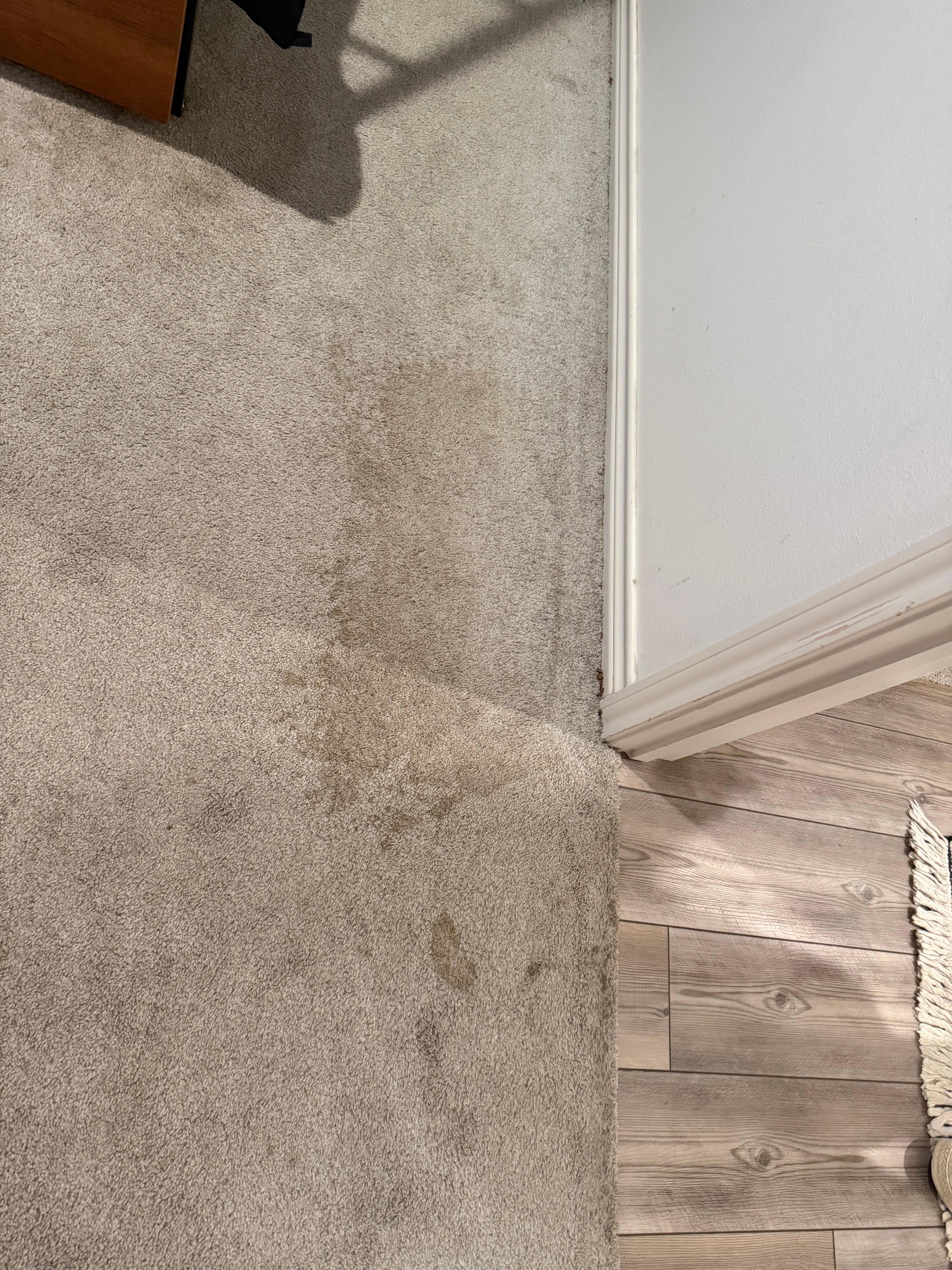 Stained carpet in 3 rooms