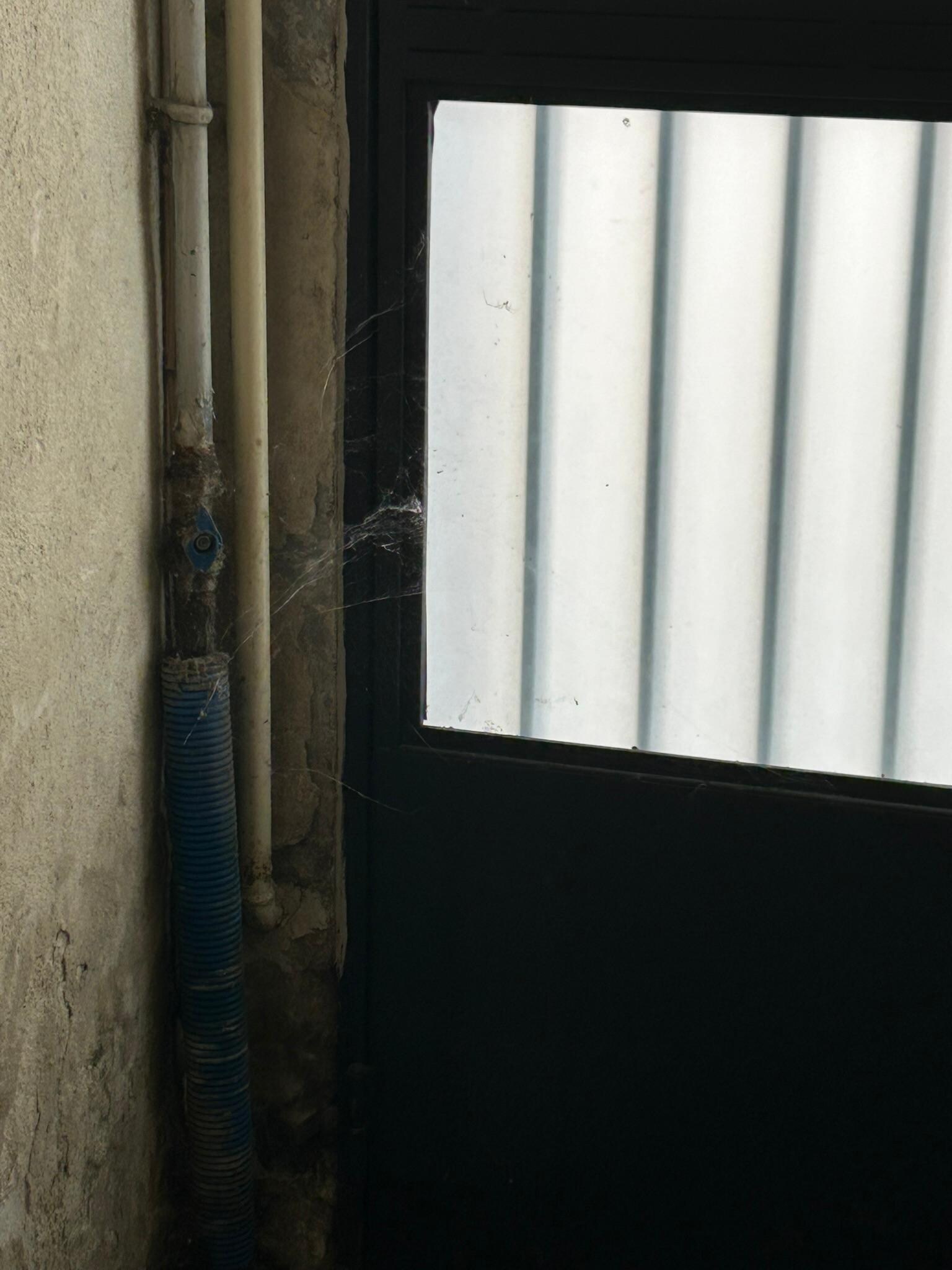 Cobwebs and spiders