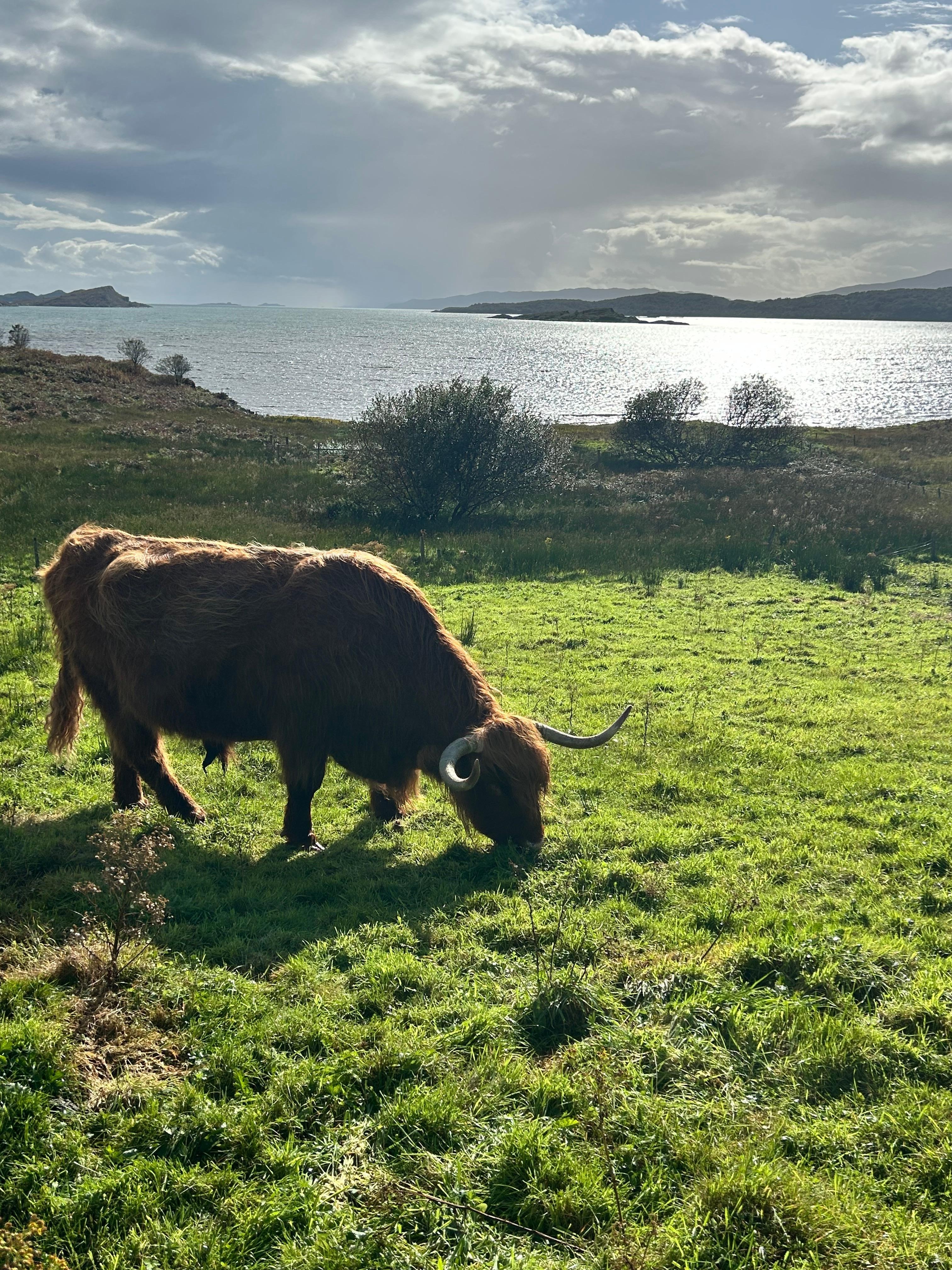 Highland cows right outside the Inn