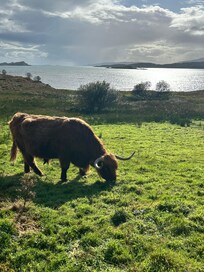 Highland cows right outside the Inn