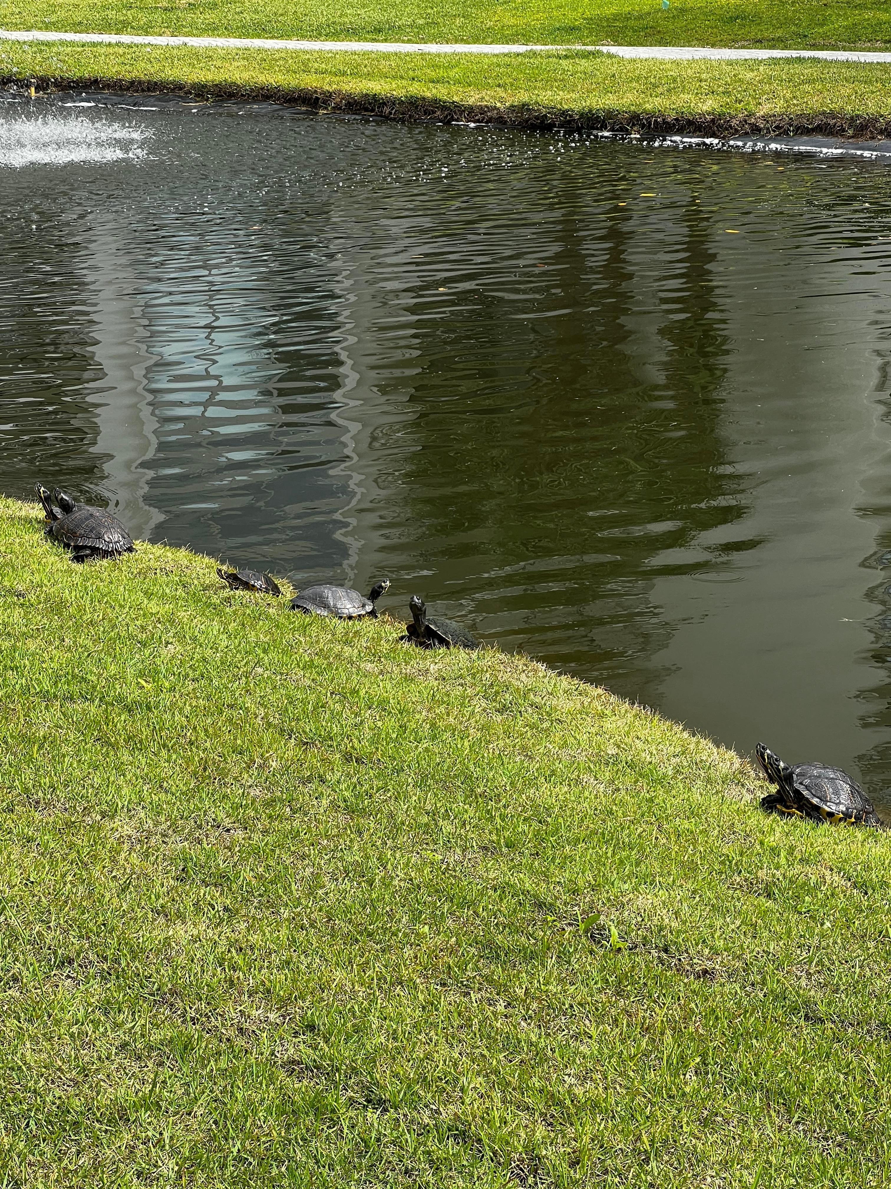Palmetto Dunes lagoon neighbors