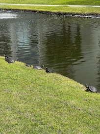 Palmetto Dunes lagoon neighbors