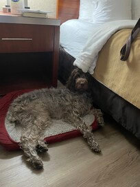 I always travel with my dogs’ bed..
