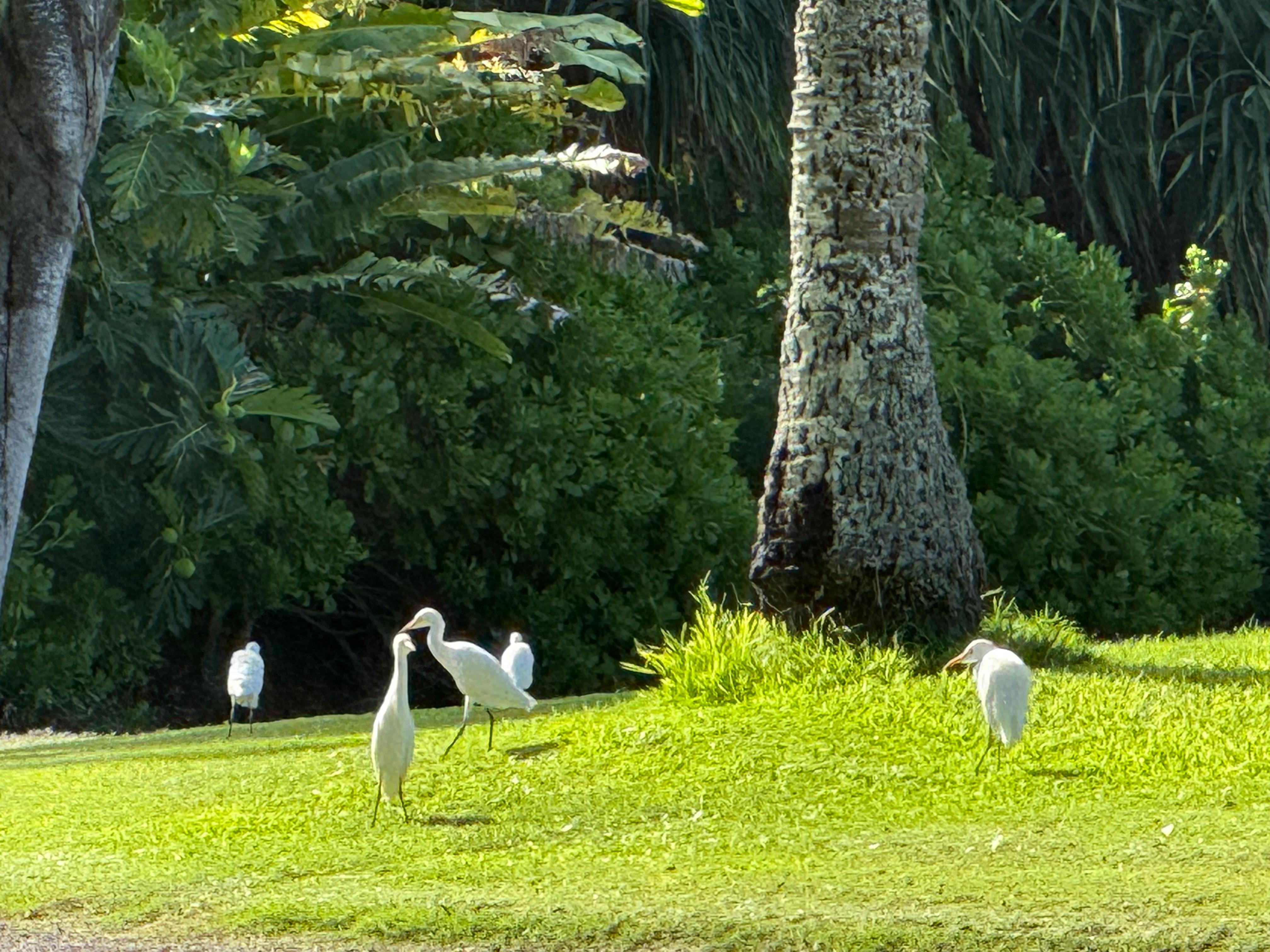 View of golf course from back patio