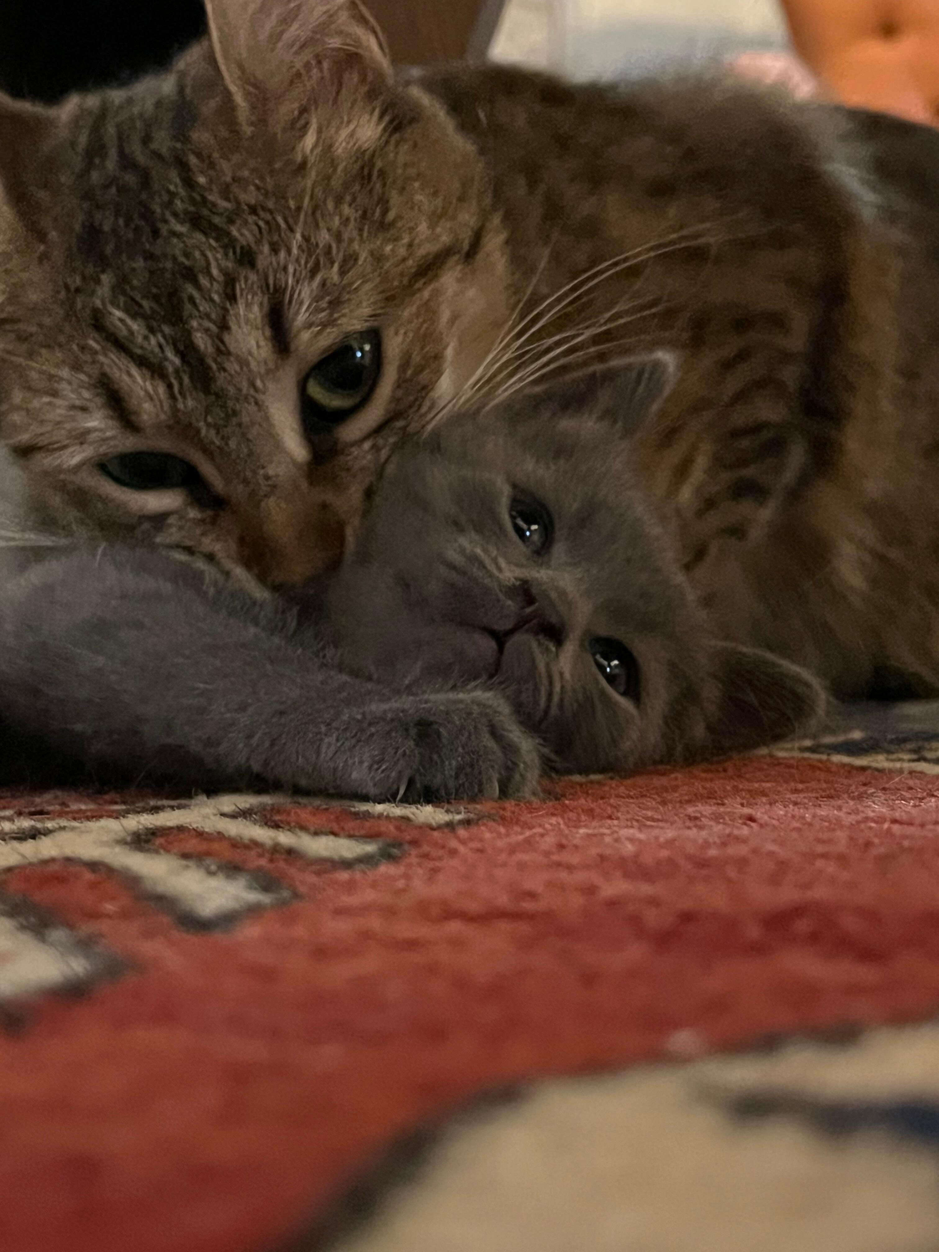 可愛い親子🐈がいる