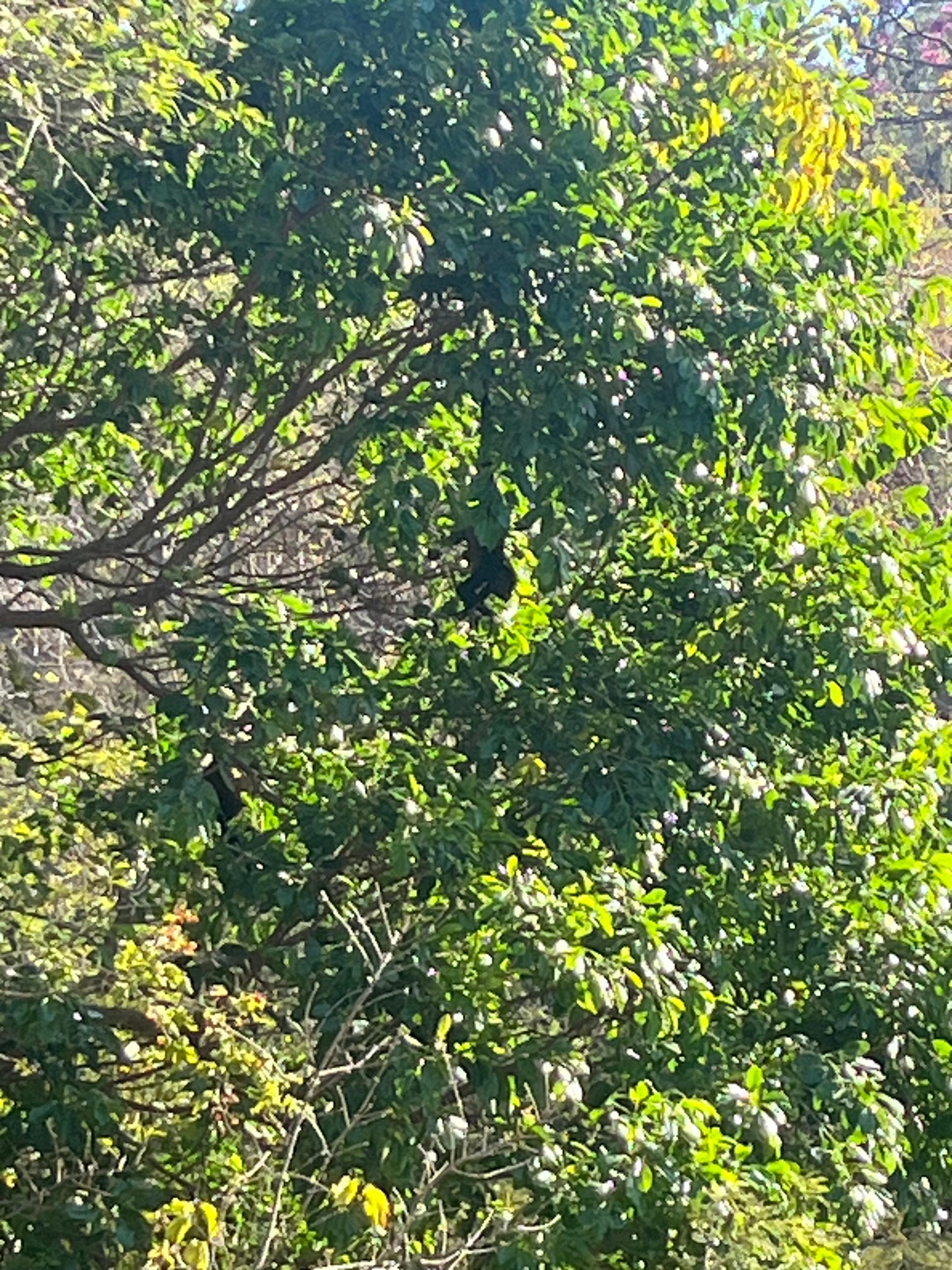 Looks outside early and you will see monkeys!! 