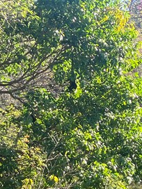 Looks outside early and you will see monkeys!!