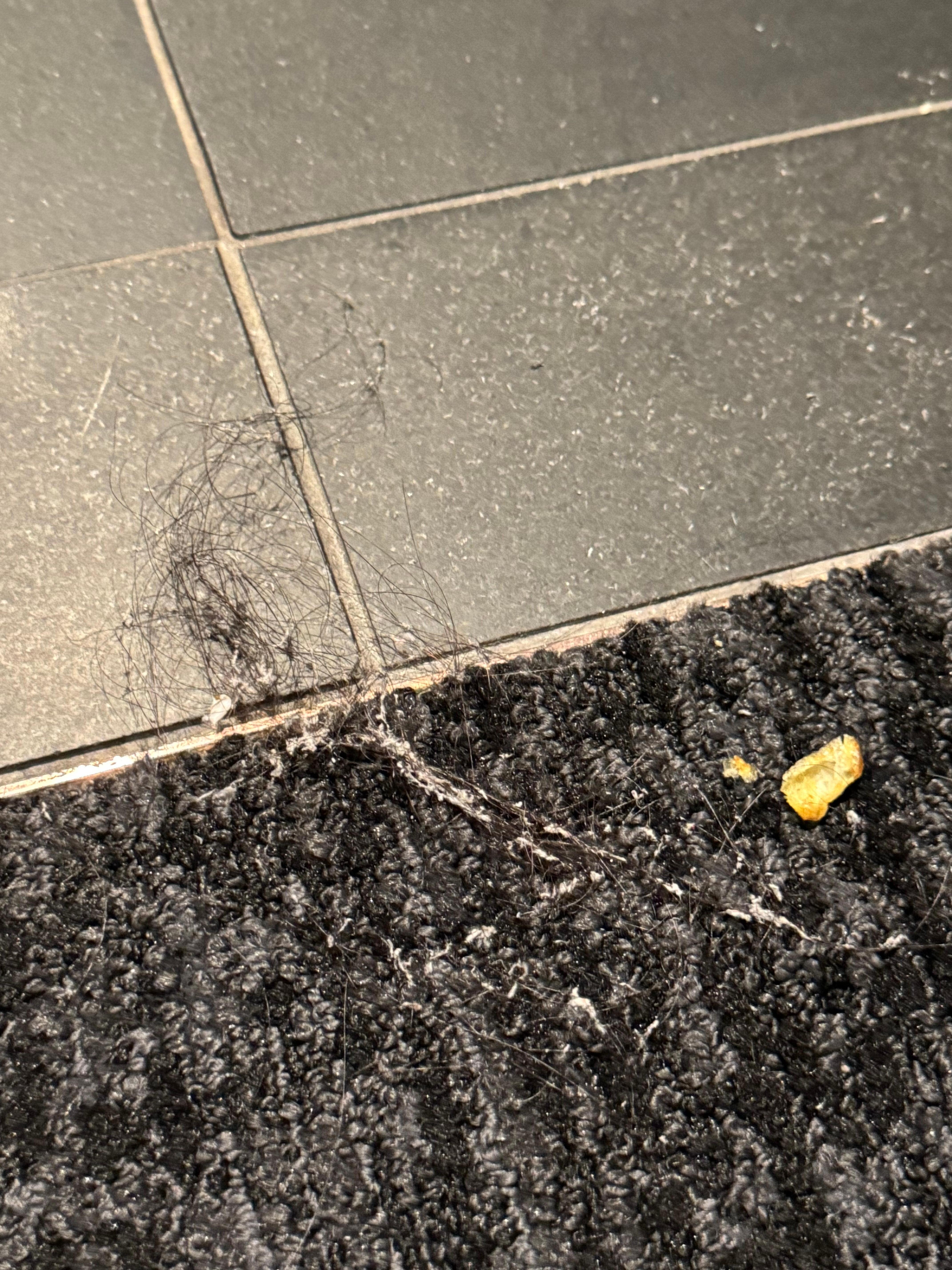 Ball of hair when we first checked in