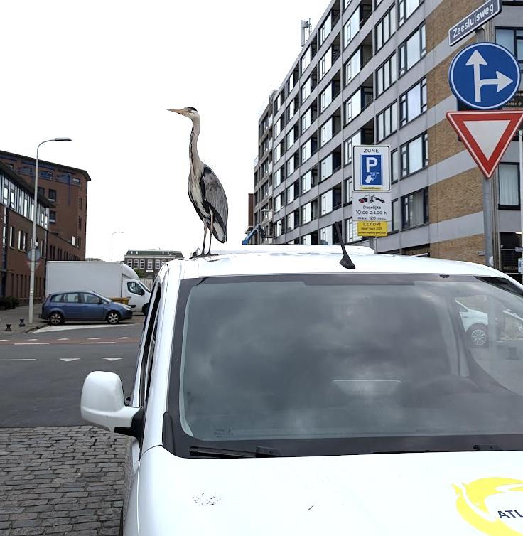 Smart heron waiting near fish mongers