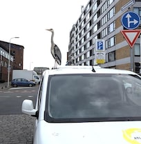 Smart heron waiting near fish mongers