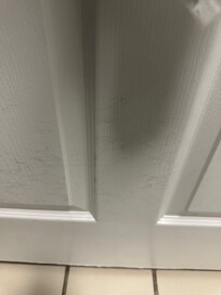 Dog hair on door