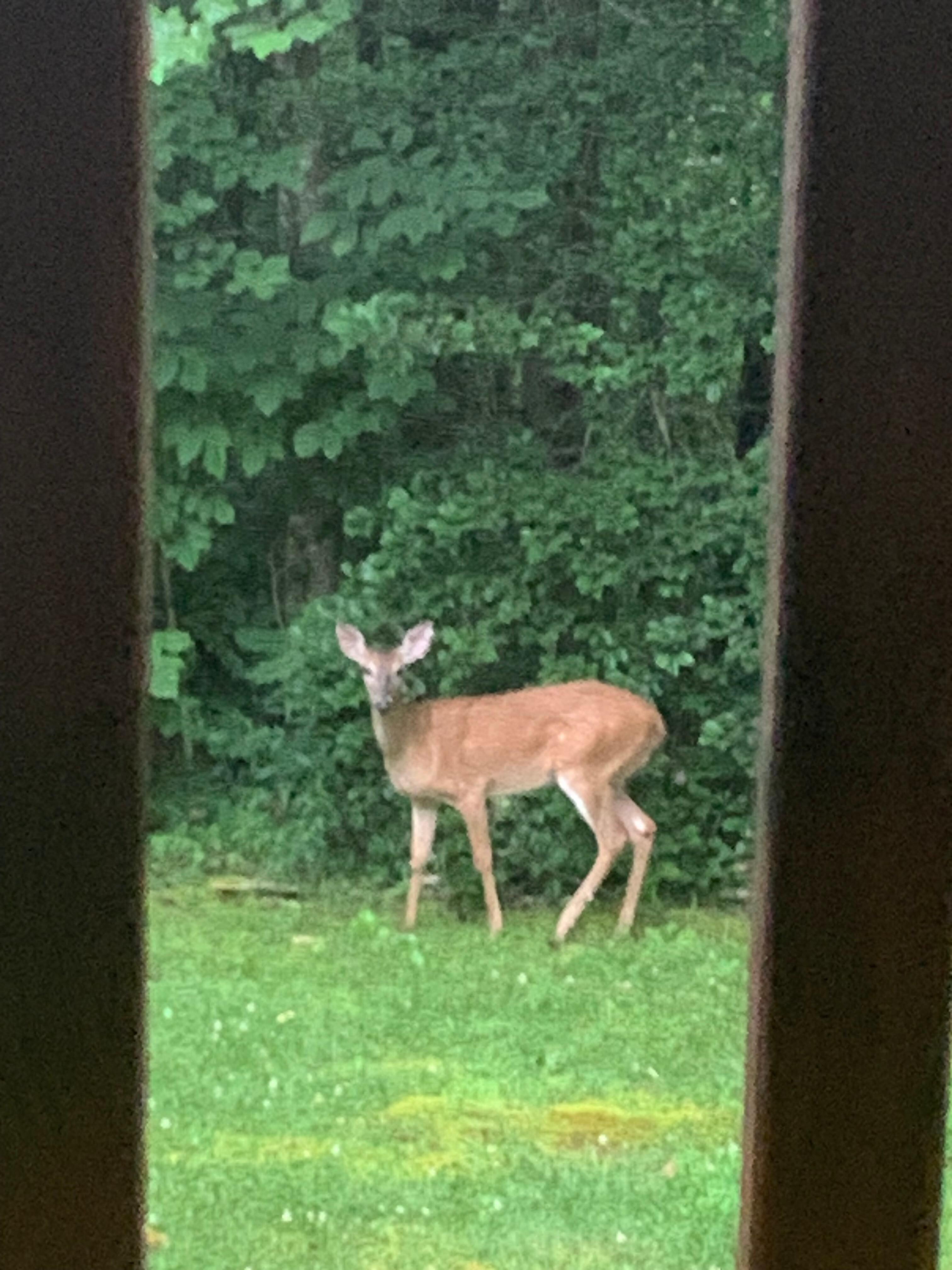 Backyard visitor