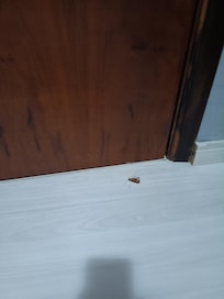 Baratinhas que apareciam todos os dias no quarto.